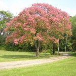 Árvore florida