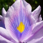 Flor lilás