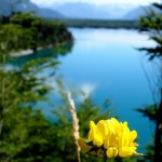 Lago e a flor amarela